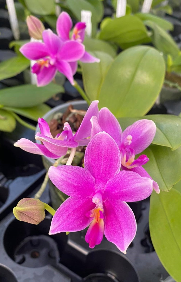 Phalaenopsis Miki Flora