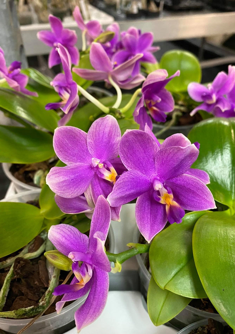Phalaenopsis Miki Flora