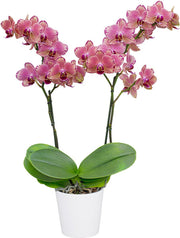 Phalaenopsis Pirate Picotee