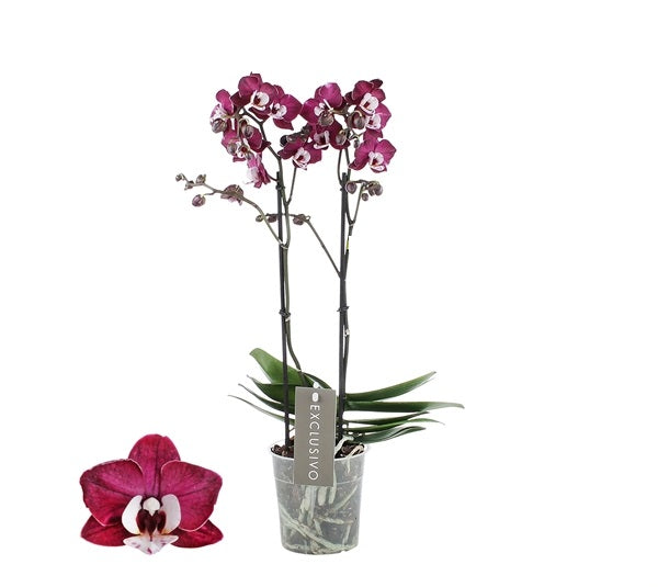 Phalaenopsis Pretty Yuka