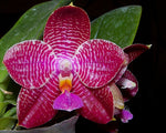 Carica l&#39;immagine nel visualizzatore Galleria, Phalaenopsis (African Queen x P. Coral lsels) x P. lueddemanniana
