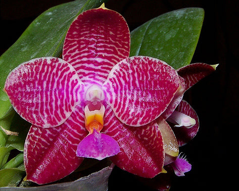 Phalaenopsis (African Queen x P. Coral lsels) x P. lueddemanniana