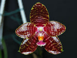 Carica l'immagine nel visualizzatore Galleria, Phalaenopsis Red Jaguar