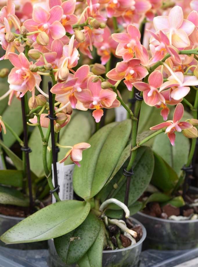 Phalaenopsis Romantic Sunset