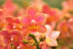 Carica l'immagine nel visualizzatore Galleria, Phalaenopsis Romantic Sunset