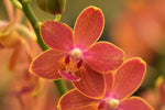 Carica l'immagine nel visualizzatore Galleria, Phalaenopsis Saffron Star