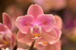 Carica l'immagine nel visualizzatore Galleria, Phalaenopsis Salmon - Peloric 2 eyes