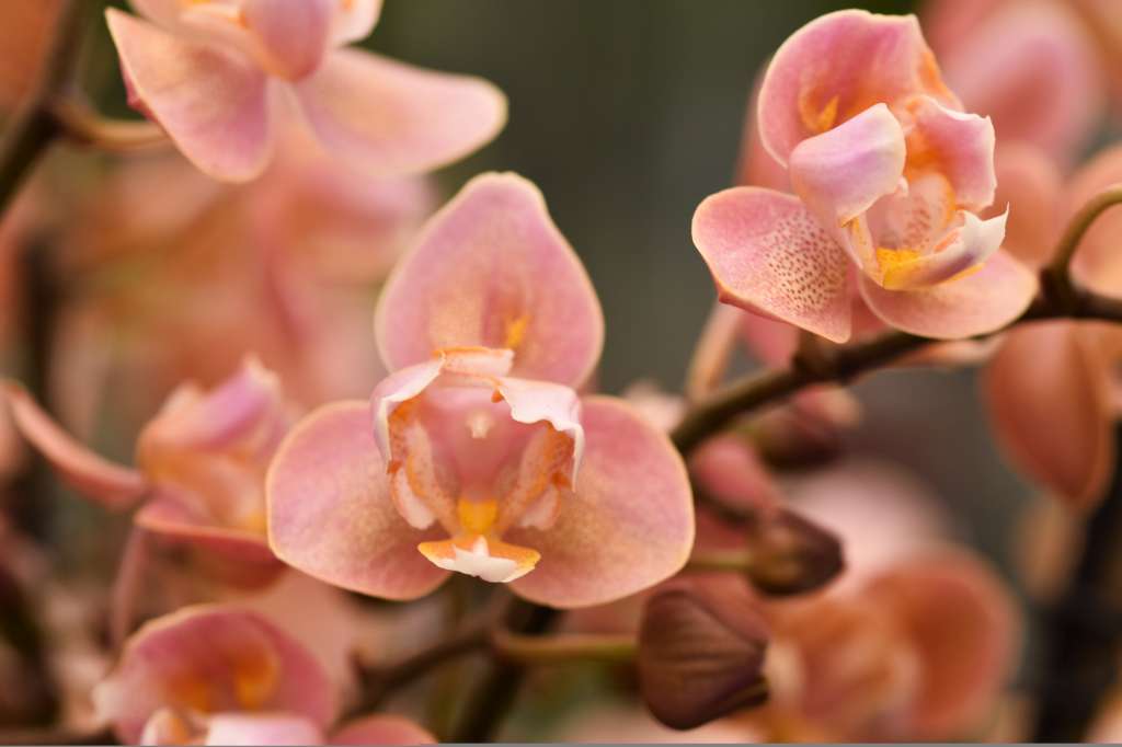 Phalaenopsis Salmon - Peloric 3 lips
