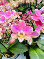 Carica l'immagine nel visualizzatore Galleria, Phalaenopsis Salmon 'Special'