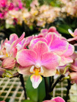 Carica l'immagine nel visualizzatore Galleria, Phalaenopsis Salmon 'Special'