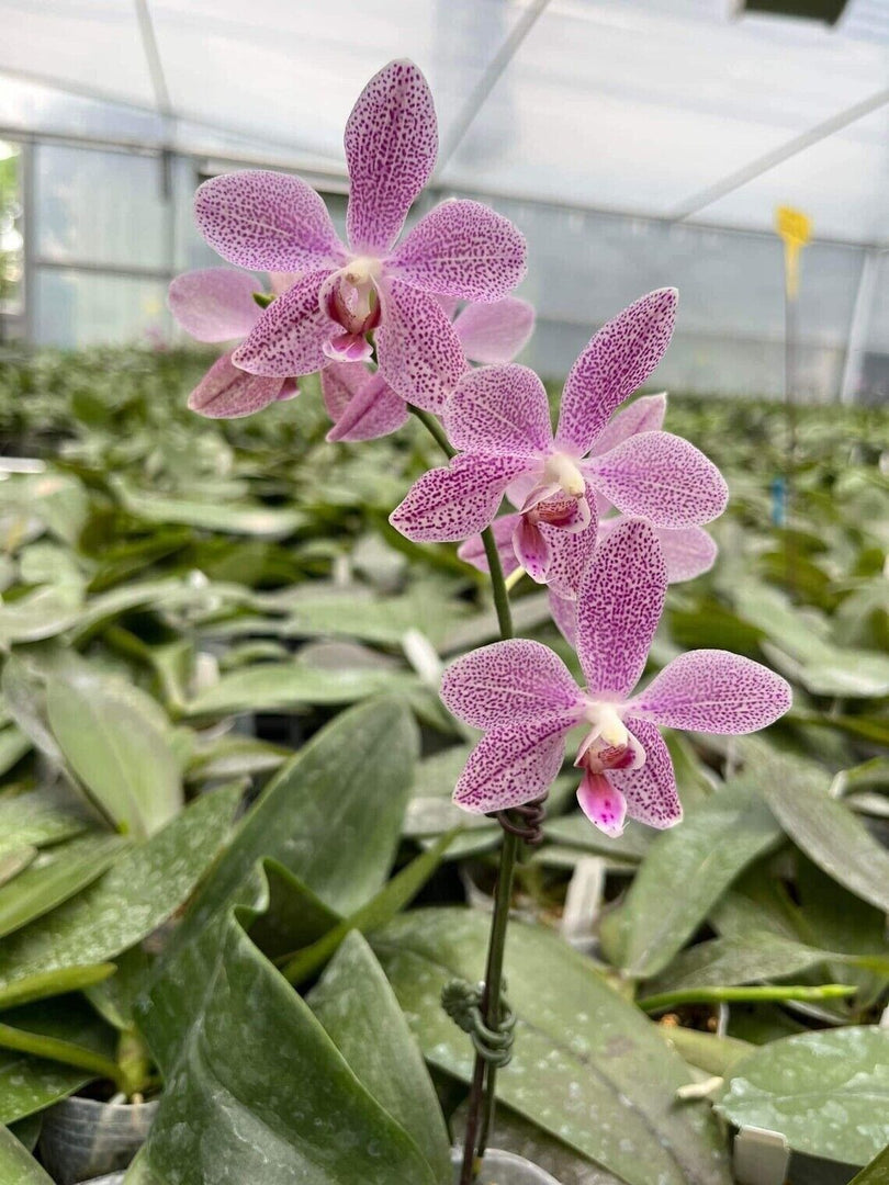 Phalaenopsis Schillgig (gigantea X schilleriana)