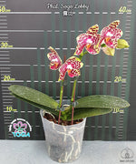 Carica l'immagine nel visualizzatore Galleria, Phalaenopsis Sogo Lobby