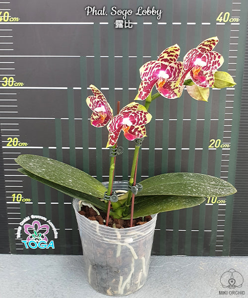 Phalaenopsis Sogo Lobby