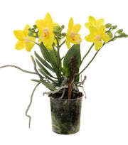 Phalaenopsis Sogo Meili