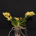 Carica l'immagine nel visualizzatore Galleria, Phalaenopsis Sogo Meili