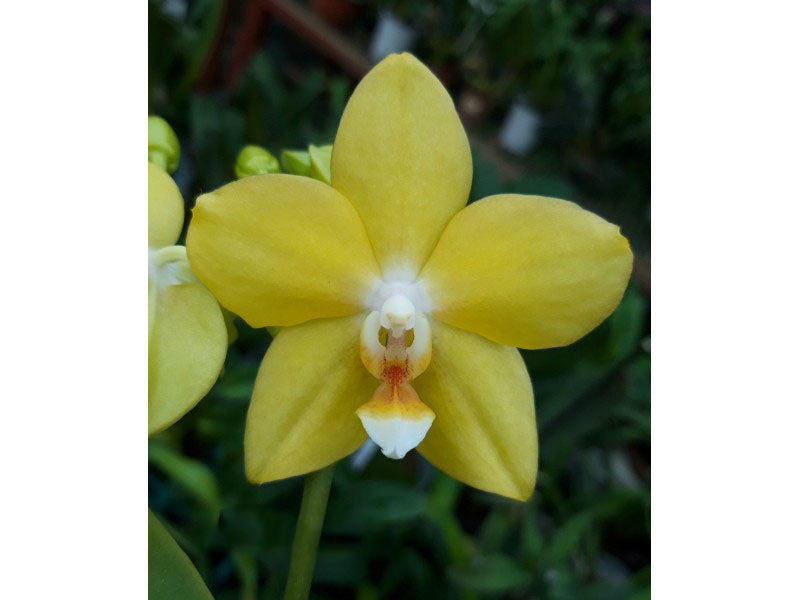 Phalaenopsis Sogo Meili