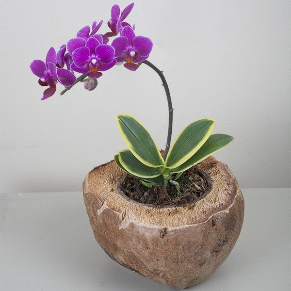 Phalaenopsis Sogo Yenlin 'Coffee' (Sogo Vivien x Sogo Berry) Variegata