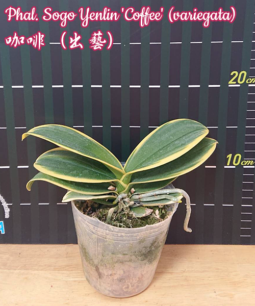 Phalaenopsis Sogo Yenlin 'Coffee' (Sogo Vivien x Sogo Berry) Variegata
