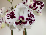 Load image into Gallery viewer, Phalaenopsis Sparkling 'Kizz' - Big Lip