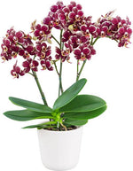 Load image into Gallery viewer, Phalaenopsis Streetwise