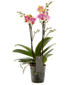 Carica l'immagine nel visualizzatore Galleria, Phalaenopsis Summer Song
