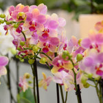 Load image into Gallery viewer, PHALAENOPSIS CHRISTMAS OFFER