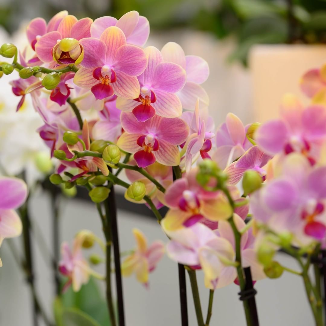 PHALAENOPSIS CHRISTMAS OFFER