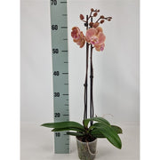 Phalaenopsis Sunset 'Kizz' - Big Lip