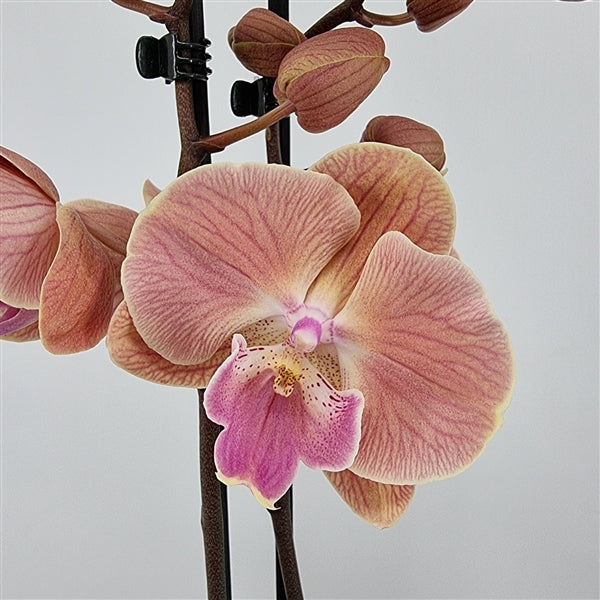 Phalaenopsis Sunset 'Kizz' - Big Lip