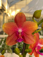Load image into Gallery viewer, Phalaenopsis Sunset Orange = Bolgheri = Bronze Buddha (Phal. Golden Buddha x Phal. Auspice Hsintien)