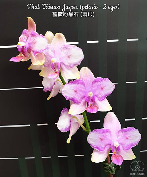 Phalaenopsis Taisuco Jasper (peloric - 2 eyes)