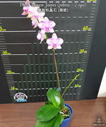 Carica l'immagine nel visualizzatore Galleria, Phalaenopsis Taisuco Jasper (peloric - 2 eyes)