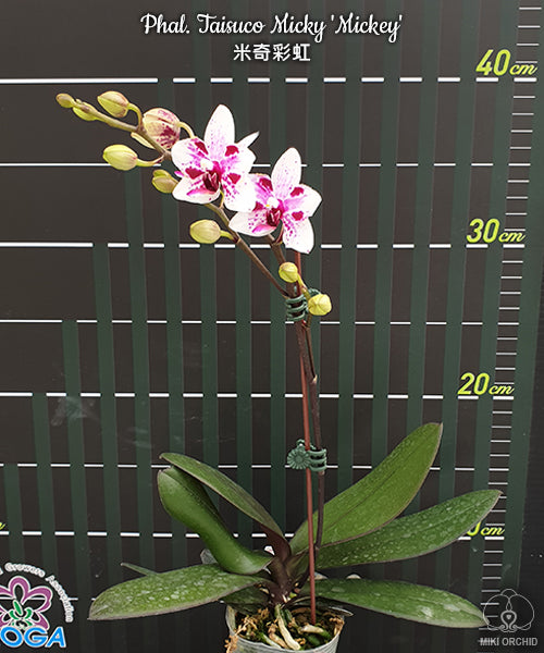 Phalaenopsis Taisuco Micky 'Mickey'