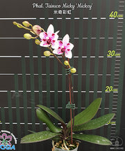 Phalaenopsis Taisuco Micky 'Mickey'