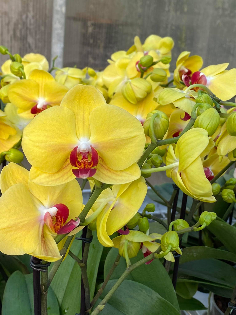 Phalaenopsis Tiannong Yellow 'Nice'