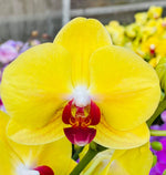 Load image into Gallery viewer, Phalaenopsis Tiannong Yellow 'Nice'