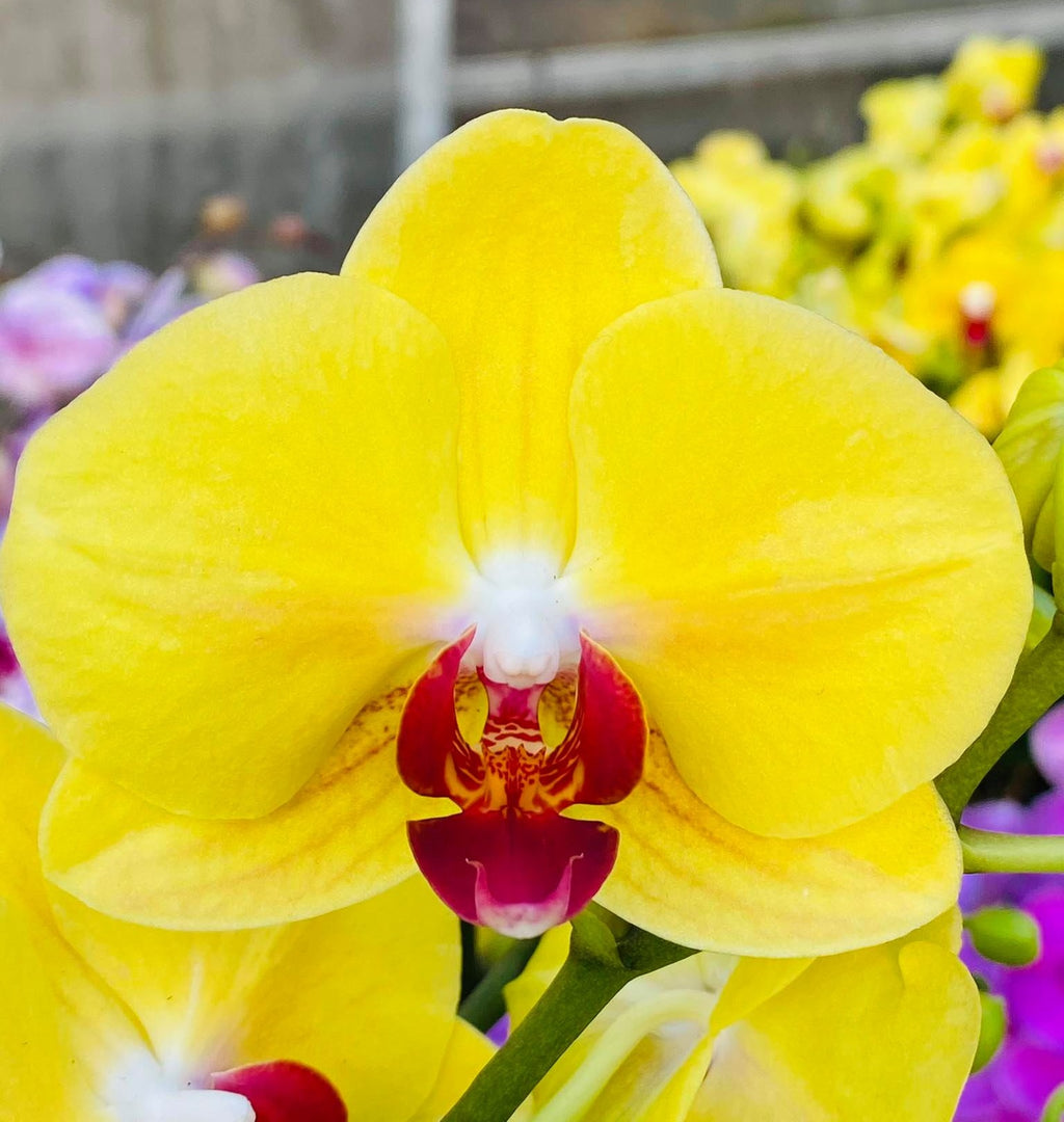 Phalaenopsis Tiannong Yellow 'Nice'