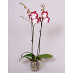 Load image into Gallery viewer, Phalaenopsis Tinker Bell 'Kizz' - Big Lip