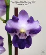 Carica l'immagine nel visualizzatore Galleria, Phalaenopsis Tying Shin Blue Jay '610'