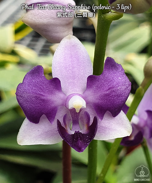 Phalaenopsis Tzu Chiang Sapphire (peloric - 3 lips)