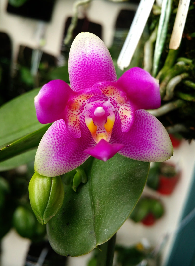 Phalaenopsis Vio Vio 'Cat Face' (peloric - 3 lips)