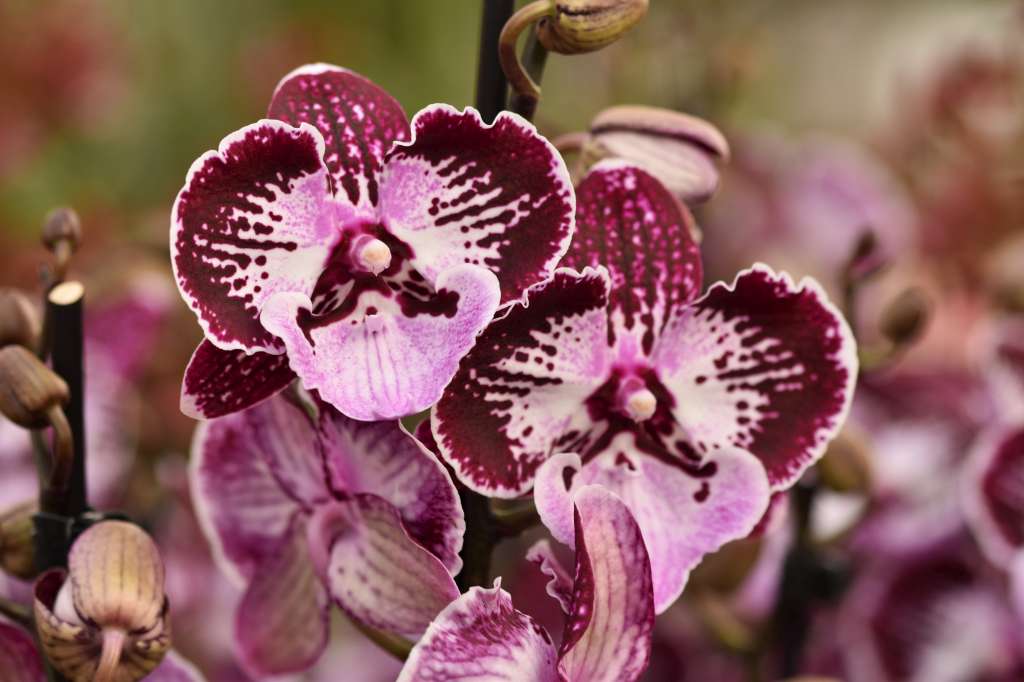 Phalaenopsis Violet Curl