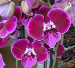 Carica l&#39;immagine nel visualizzatore Galleria, Phalaenopsis Wine Velvet - Big Lip
