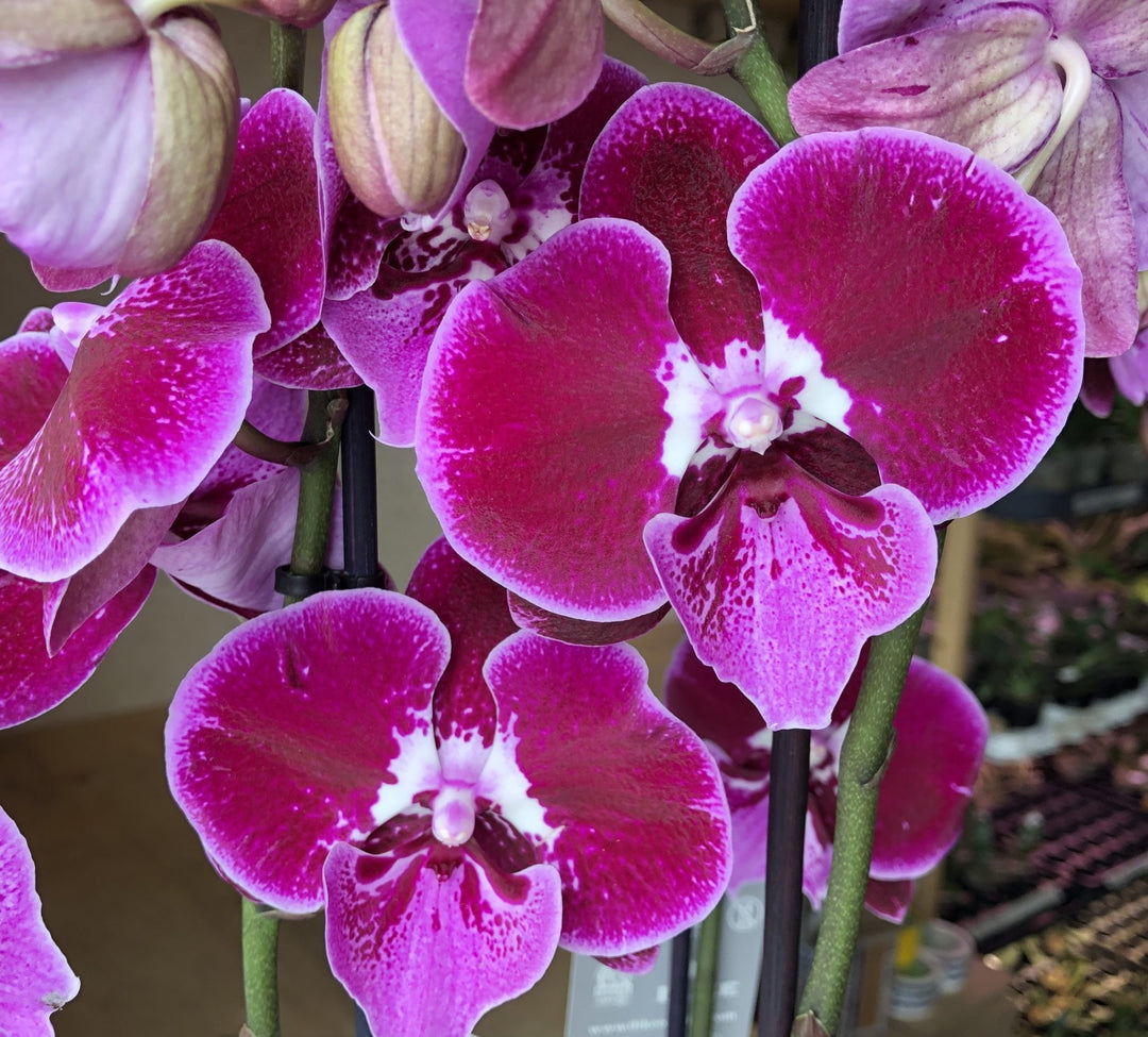 Phalaenopsis Wine Velvet - Big Lip