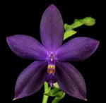 Carica l&#39;immagine nel visualizzatore Galleria, Phalaenopsis YangYang Blue Angel (YangYang Blueberry x violacea var. indigo) Mainshow
