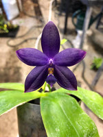 Carica l&#39;immagine nel visualizzatore Galleria, Phalaenopsis YangYang Blue Angel (YangYang Blueberry x violacea var. indigo) Mainshow
