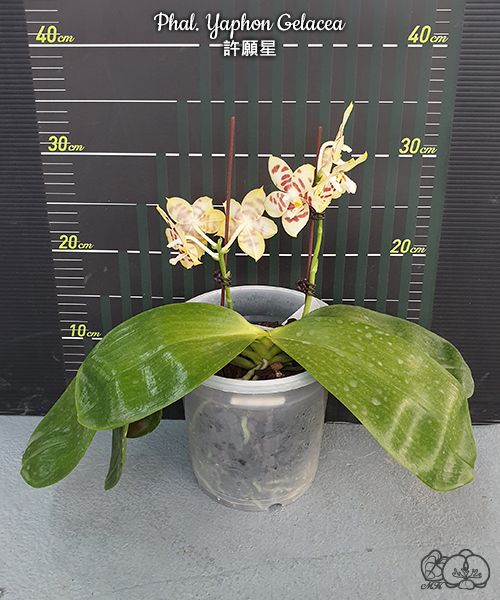 Phalaenopsis Yaphon Gelacea