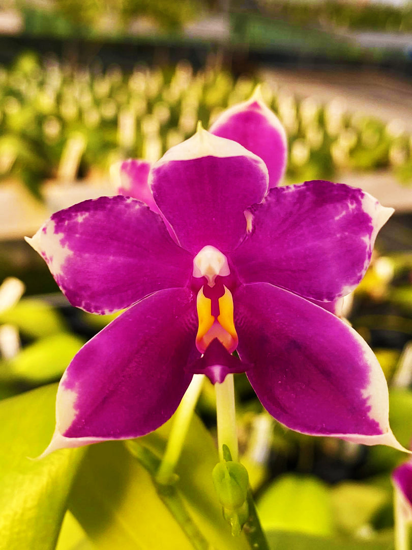 Phalaenopsis Yaphon Gem x Shingher Pure Love