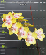 Carica l&#39;immagine nel visualizzatore Galleria, Phalaenopsis Yaphon Green Batman
