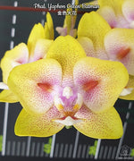 Carica l&#39;immagine nel visualizzatore Galleria, Phalaenopsis Yaphon Green Batman
